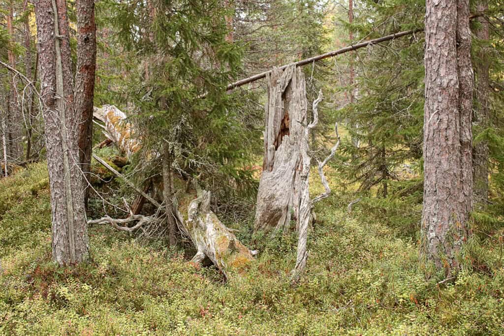 Koppelosuo-Pöytäkangas. Kuva: Petri Haapala