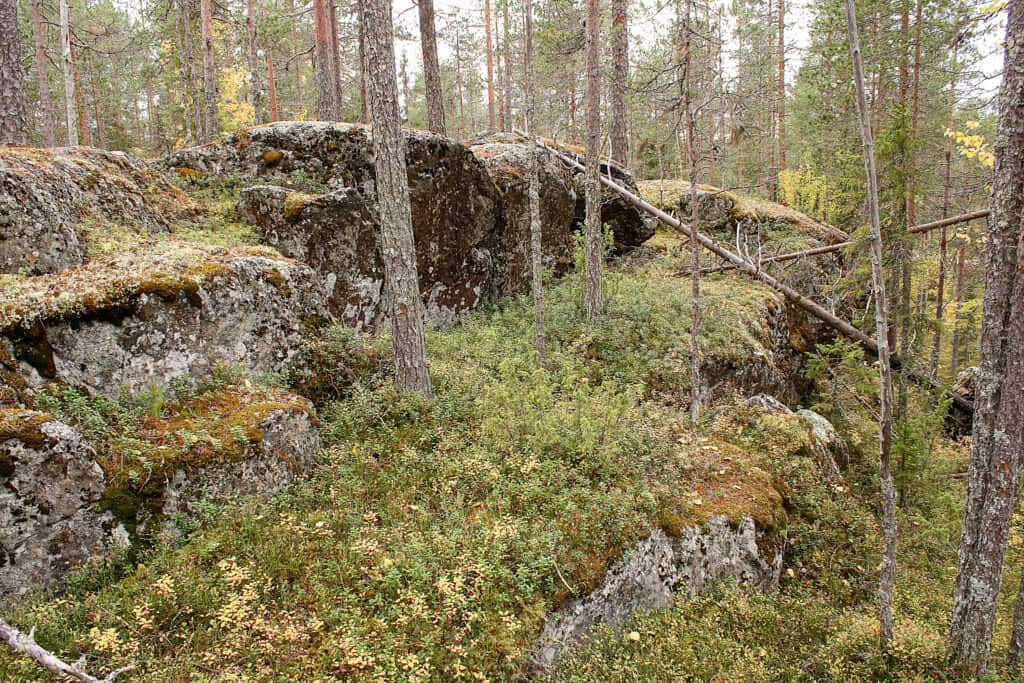 Koppelosuo-Pöytäkangas. Kuva: Petri Haapala