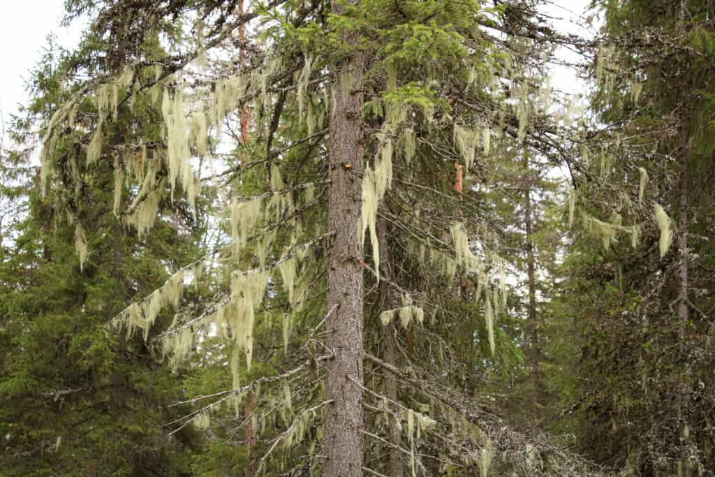 Koppelosuo-Pöytäkangas. Kuva: Petri Haapala