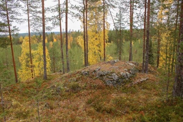 Pöytäkangas-Purola. Kuva: Petri Haapala Pöytäkangas-Purola. Kuva: Petri Haapala