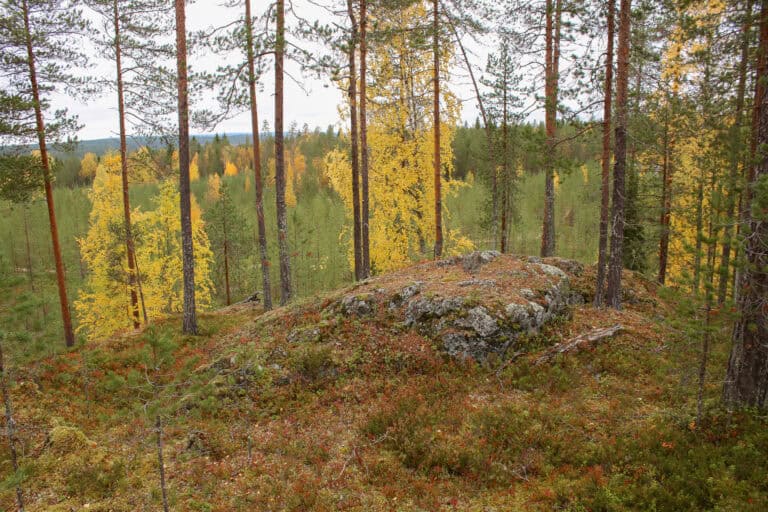 Pöytäkangas-Purola. Kuva: Petri Haapala