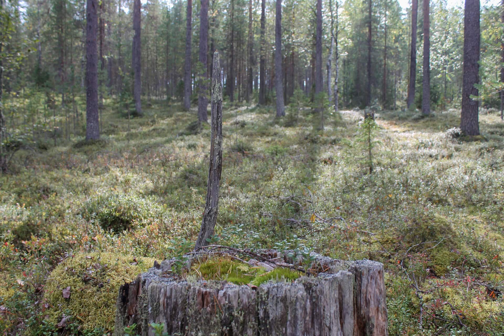 Ritalaki. Kuva: Satu Peltonen