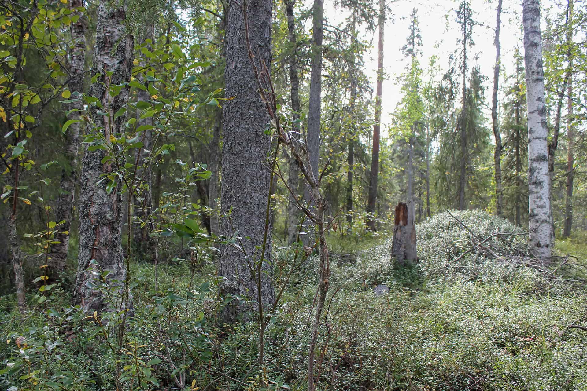 Ritalaki. Kuva: Satu Peltonen