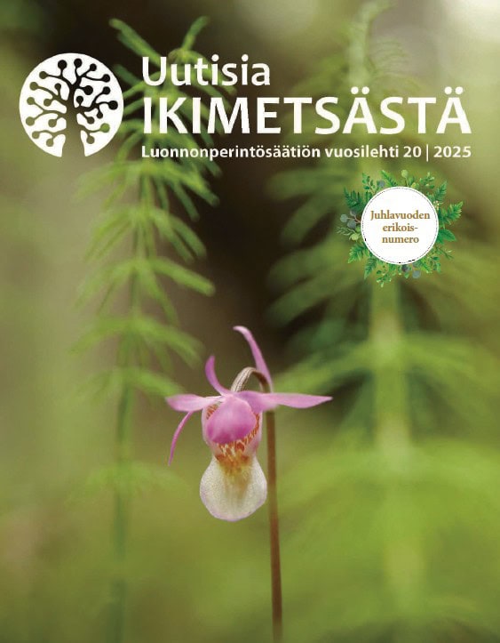 Uutisia ikimetsästä 2025