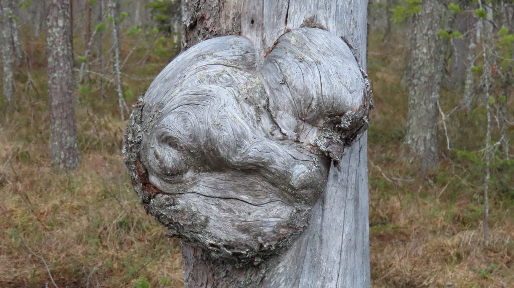 Kelon pahka. Kuva: Aarno Torvinen