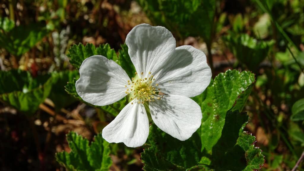 Hillankukka. Kuva: Aarno Torvinen