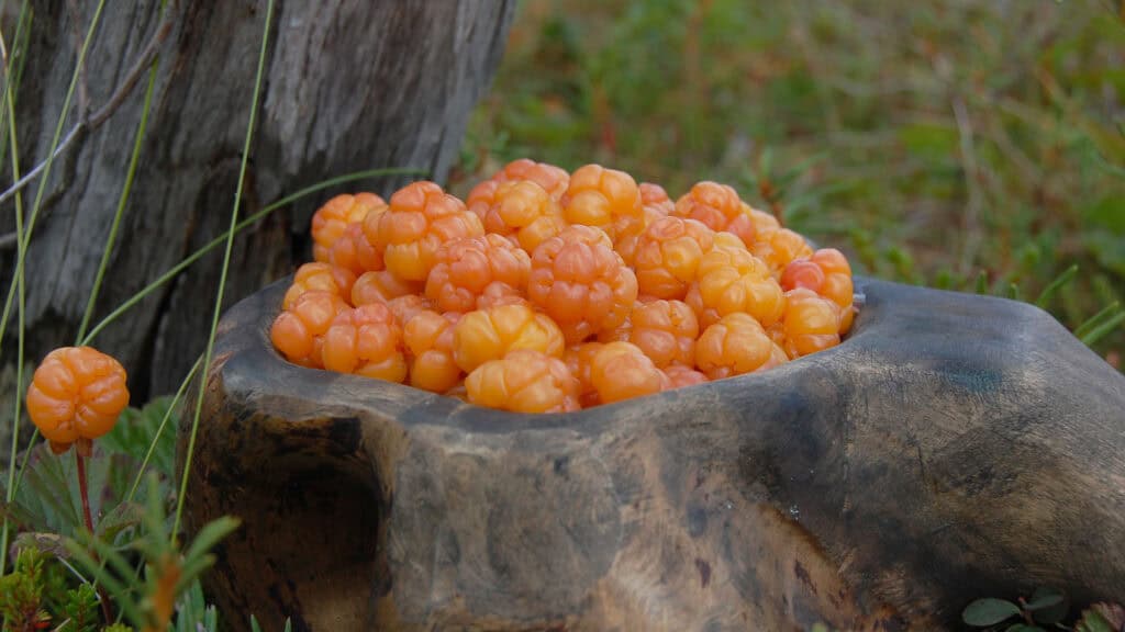 Hillakuksa. Kuva: Aarno Torvinen