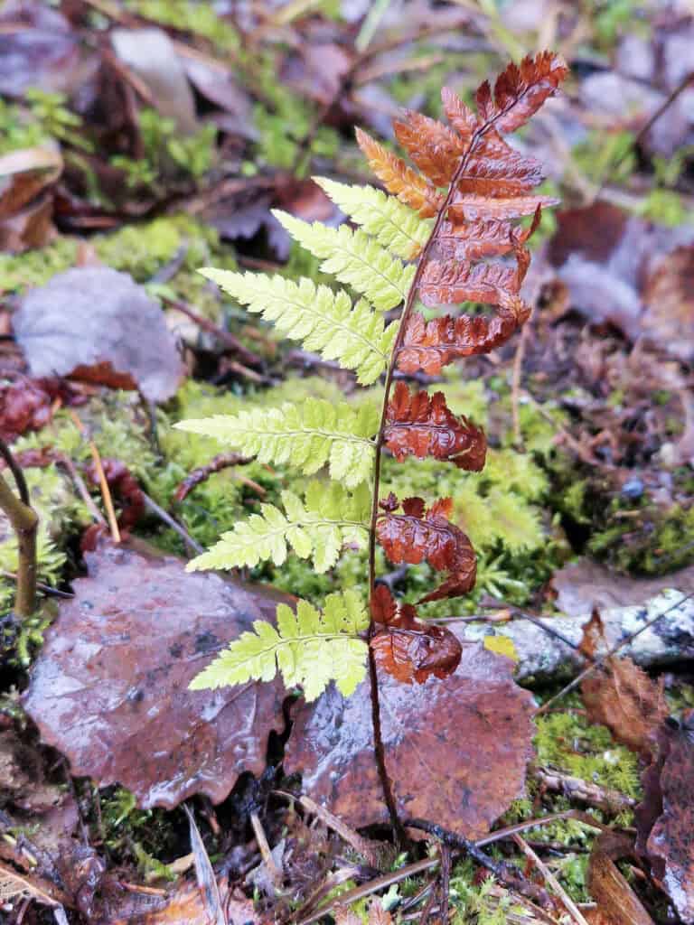 Aholan luhta. Kuva: Vilma Kaukoranta