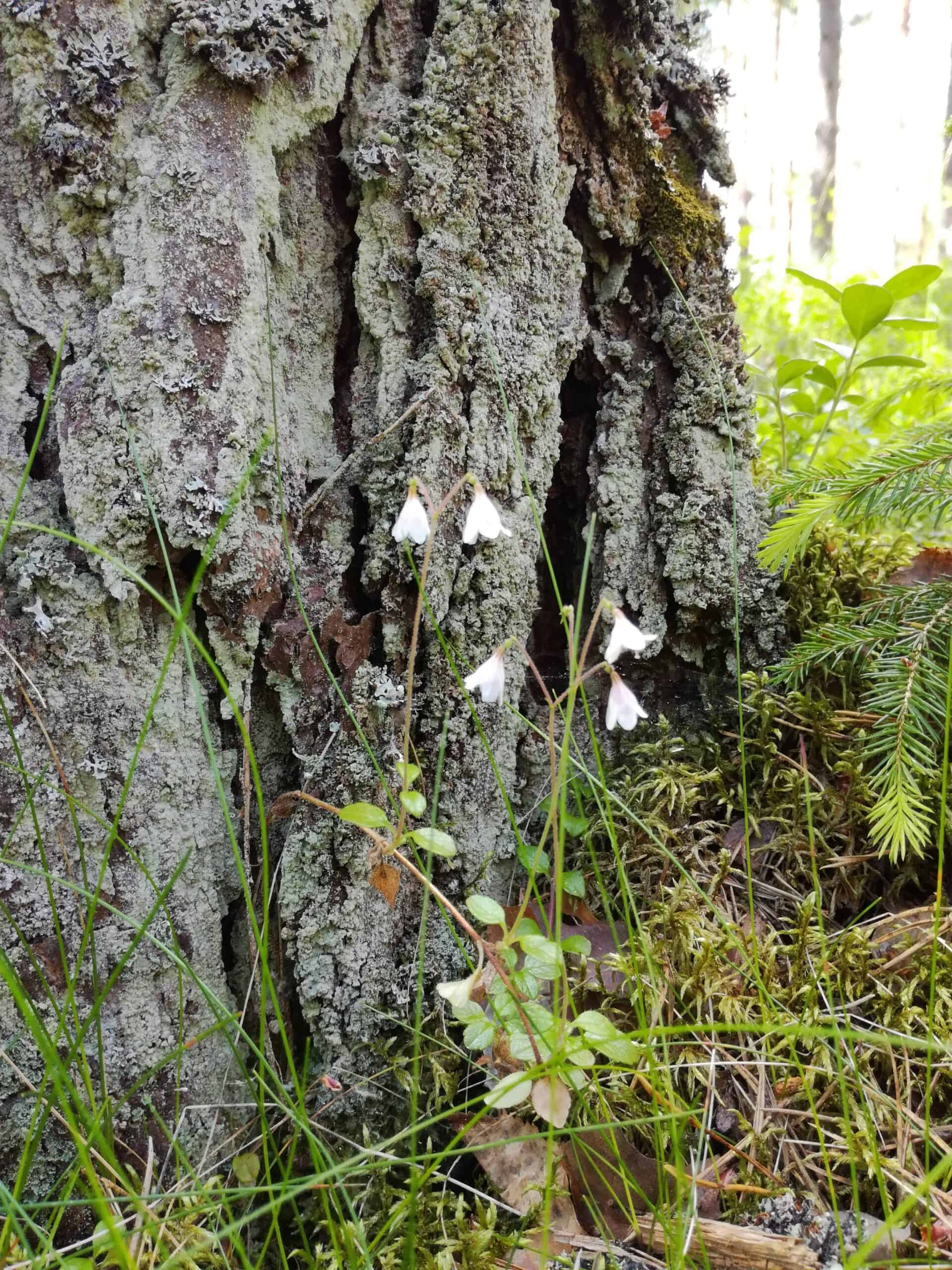 Lönnemoskogen. Kuva: Paula Lönnemo
