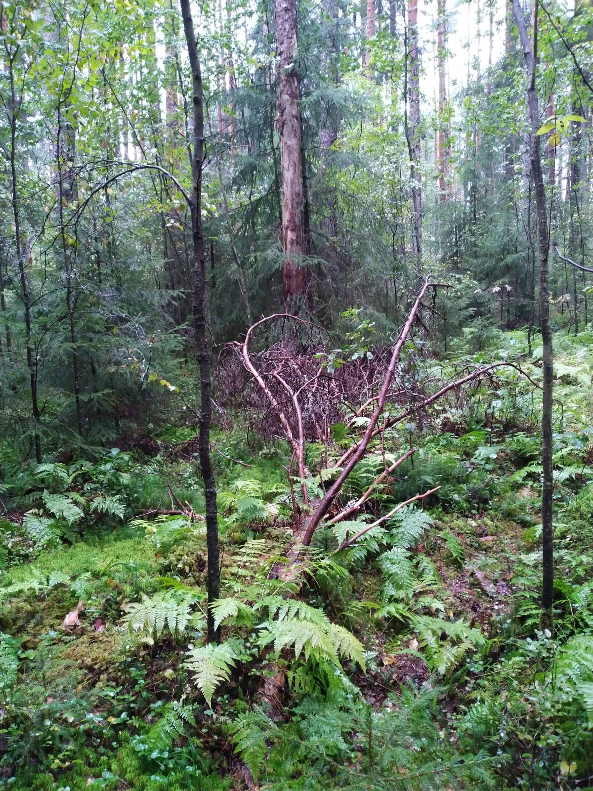Lönnemoskogen. Kuva: Paula Lönnemo