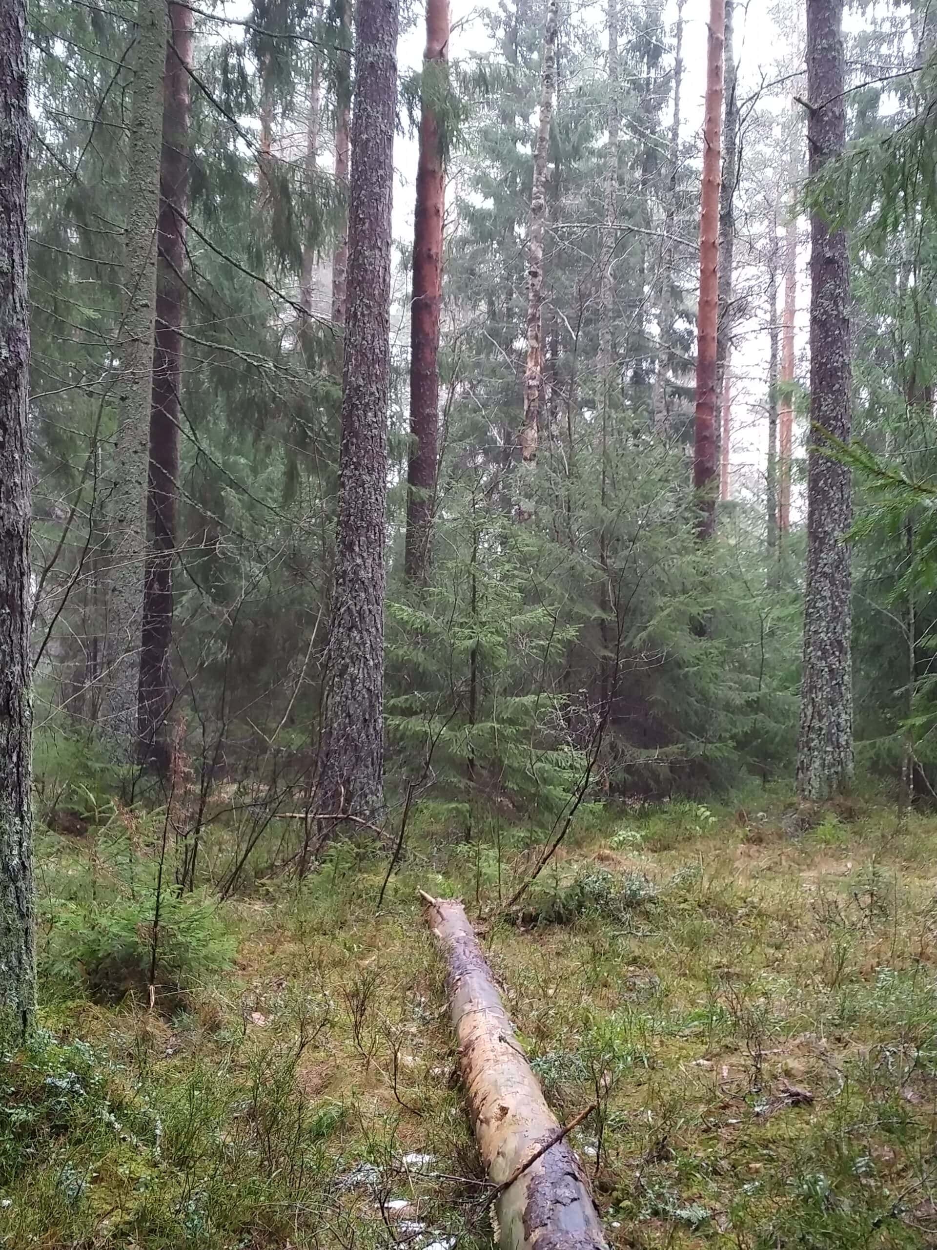 Lönnemoskogen. Kuva: Paula Lönnemo