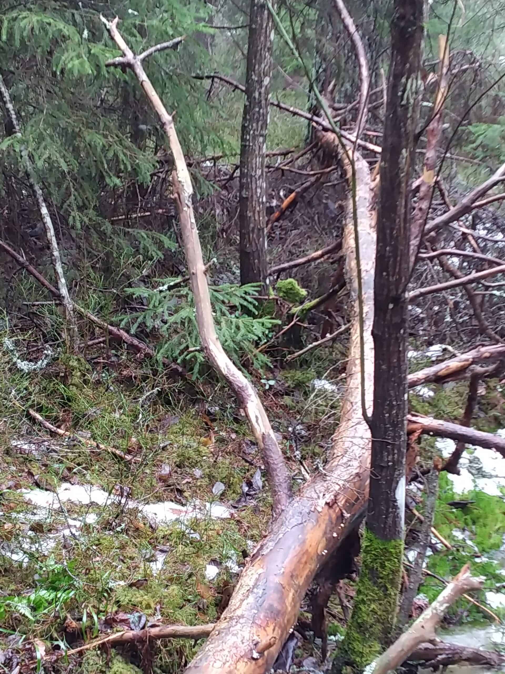 Lönnemoskogen. Kuva: Paula Lönnemo