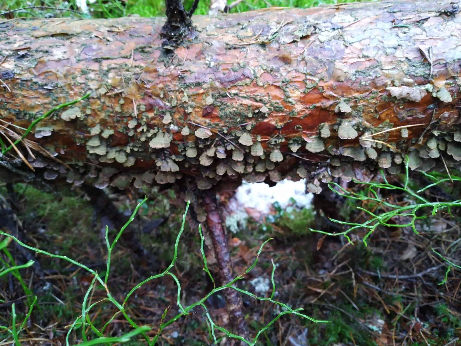 Lönnemoskogen. Kuva: Paula Lönnemo
