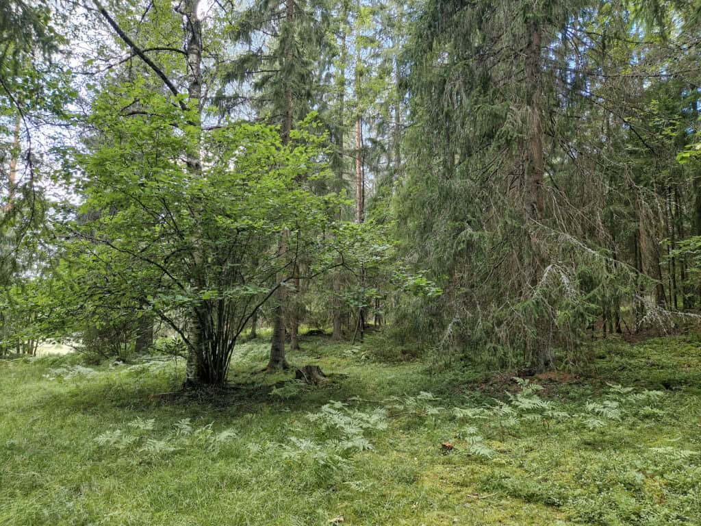 Keinumetsä. Kuva: Vilma Kaukoranta