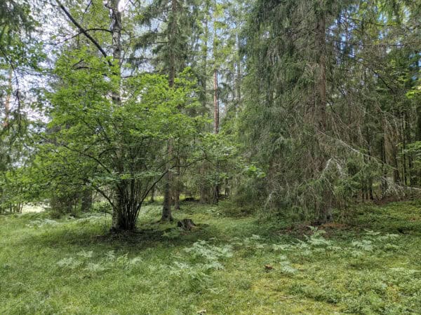 Keinumetsä. Kuva: Vilma Kaukoranta