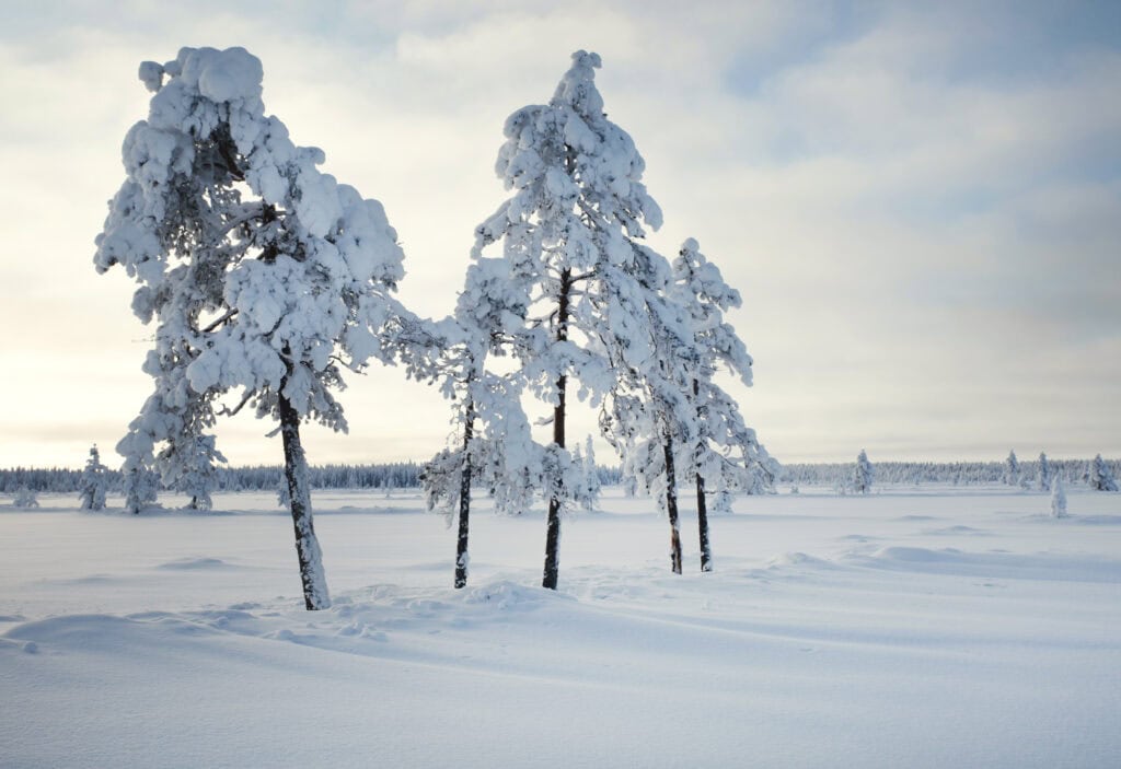 Penikkasuo. Kuva: Ari-Pekka Auvinen