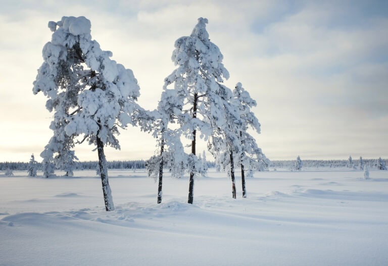 Penikkasuo. Kuva: Ari-Pekka Auvinen