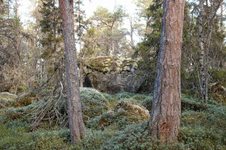 Aukustinmetsä. Kuva: Petri Haapala