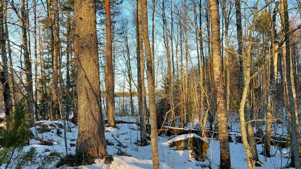 Syvärin suojelualue Kuva: Harri Hölttä
