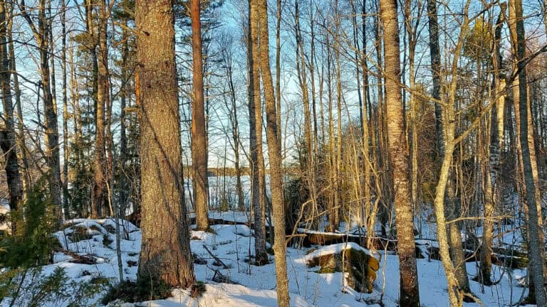 Syvärin suojelualue Kuva: Harri Hölttä