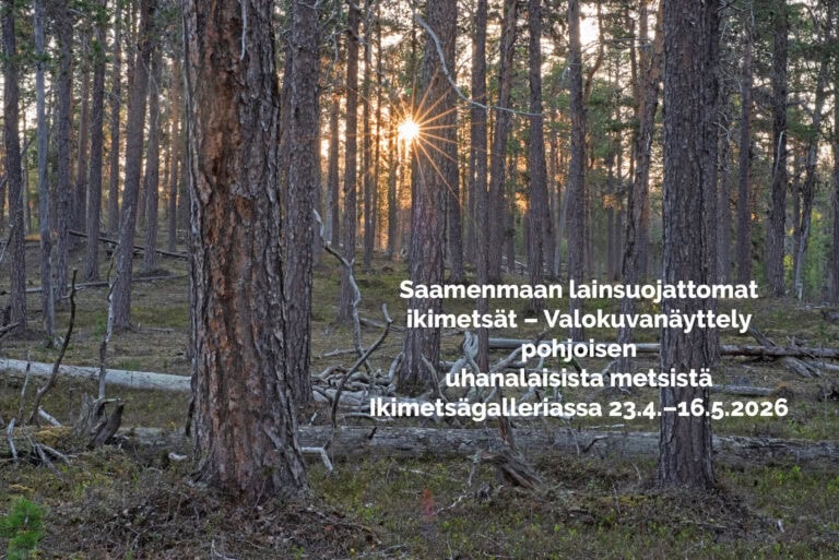 Saamenmaan lainsuojattomat ikimetsät: Valokuvanäyttely pohjoisen uhanalaisista metsistä Ikimetsägalleriassa