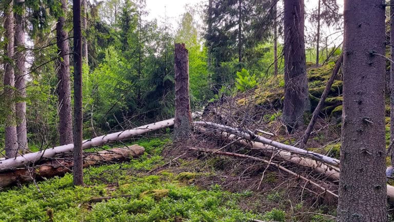 Kaurasuo. Kuva: Harri Hölttä