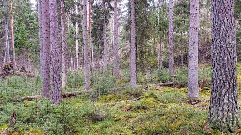 Pääkslahti. Kuva: Harri Hölttä