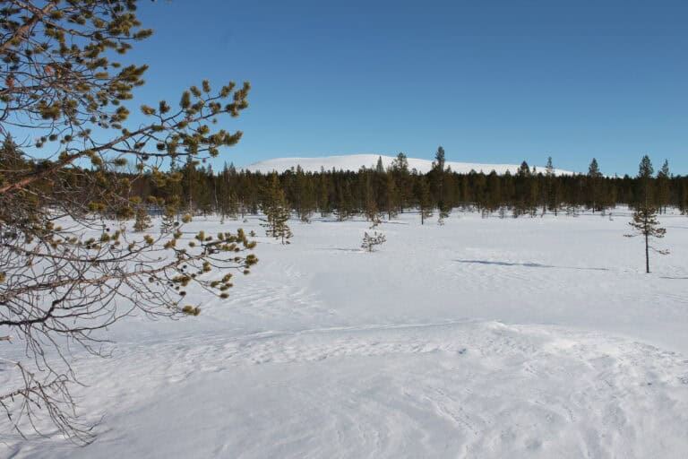 S-ryhmä ja Luonnonperintösäätiö suojelevat arvokasta ikimetsää Enontekiöllä 