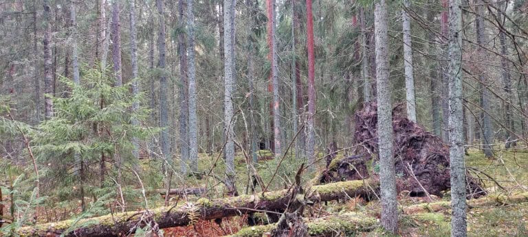 Luonnonperintösäätiölle uudet suojelumetsät Kouvolaan ja Mäntyharjulle 