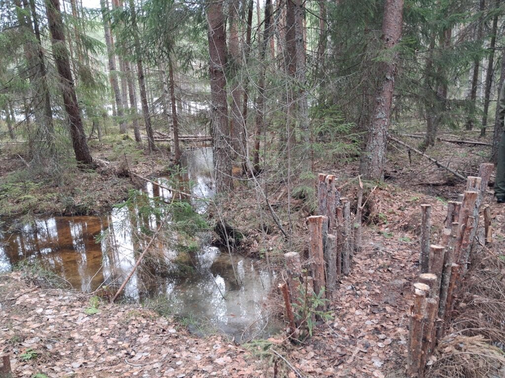 Sydänmaan metsä. Kuva: Sirpa Rautiainen