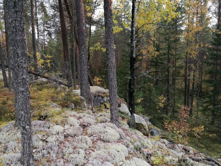 Sydänmaan metsä. Kuva: Sirpa Rautiainen