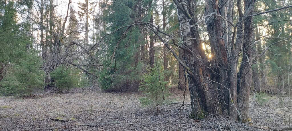 Kimalaismetsä. Kuva: Harri Hölttä