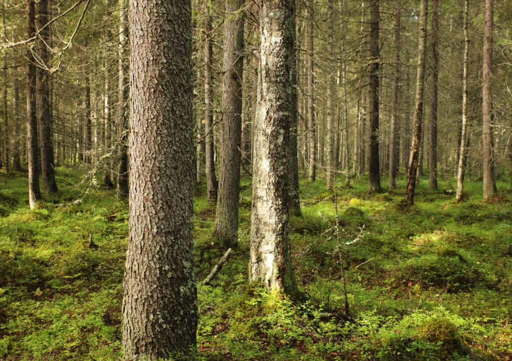 Autioniemi. Kuva: Ari-Pekka Auvinen