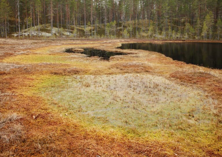 Kokkolampi. Kuva: Ari-Pekka Auvinen