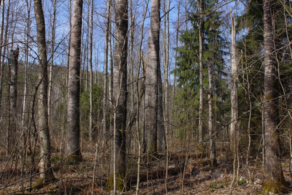 Lahdenvuori. Kuva: Marjo Kuisma