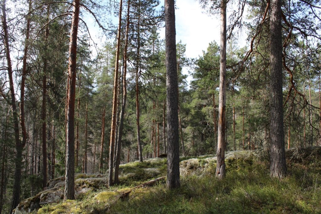 Lahdenvuori. Kuva: Marjo Kuisma