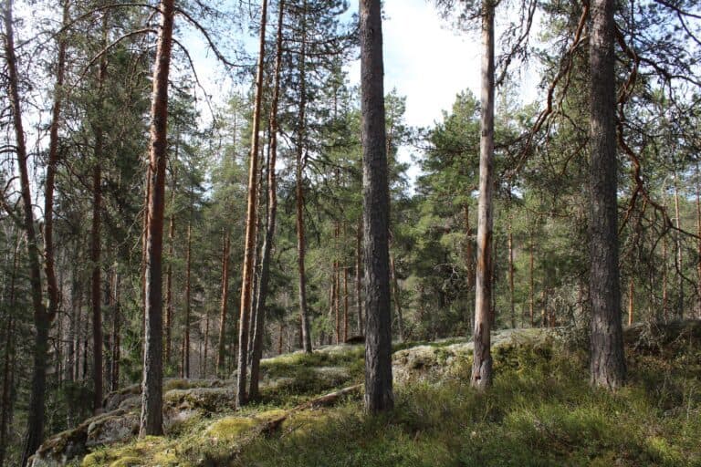 Lahdenvuori. Kuva: Marjo Kuisma