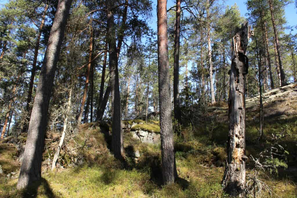 Lahdenvuori. Kuva: Marjo Kuisma