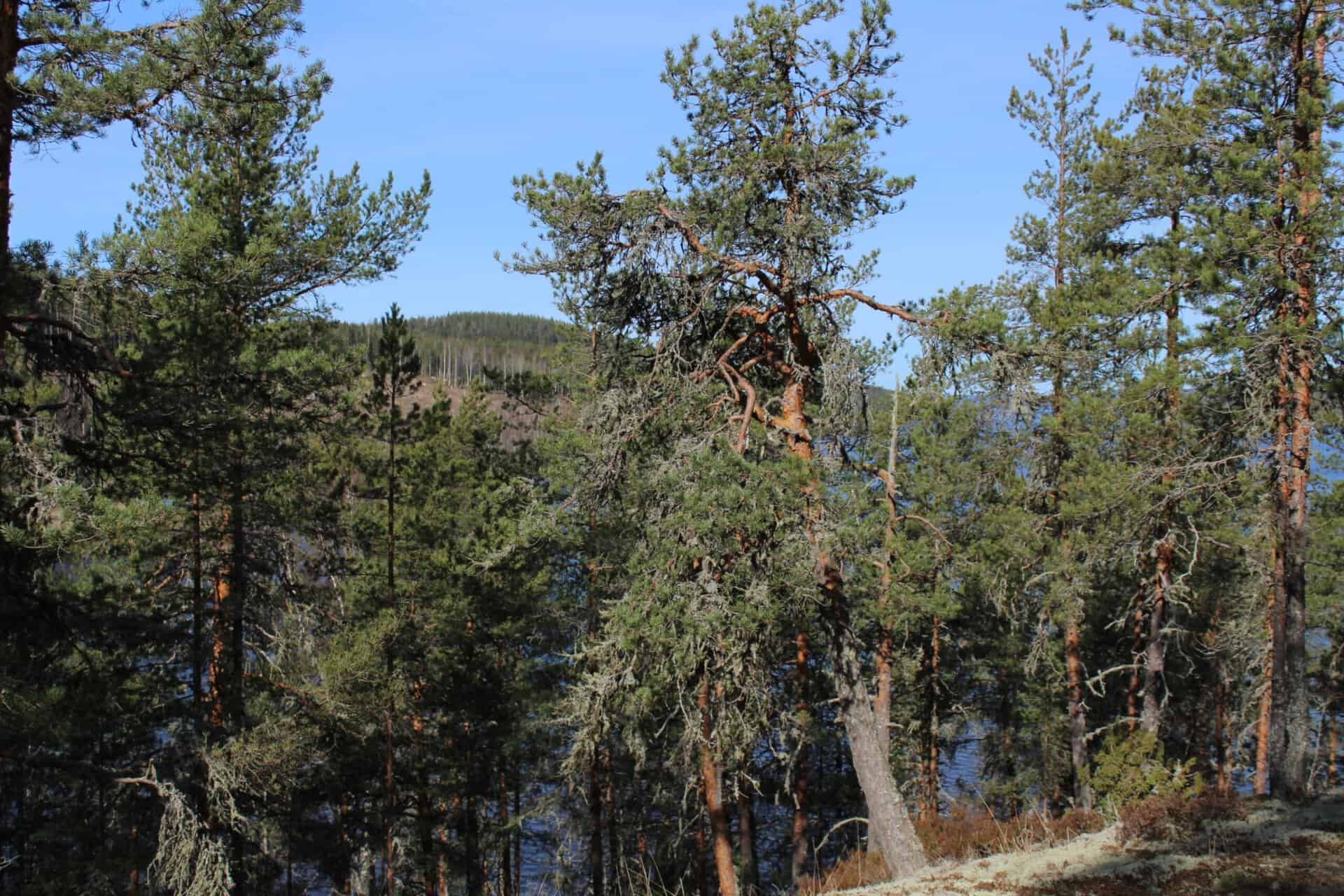 Lahdenvuori. Kuva: Marjo Kuisma