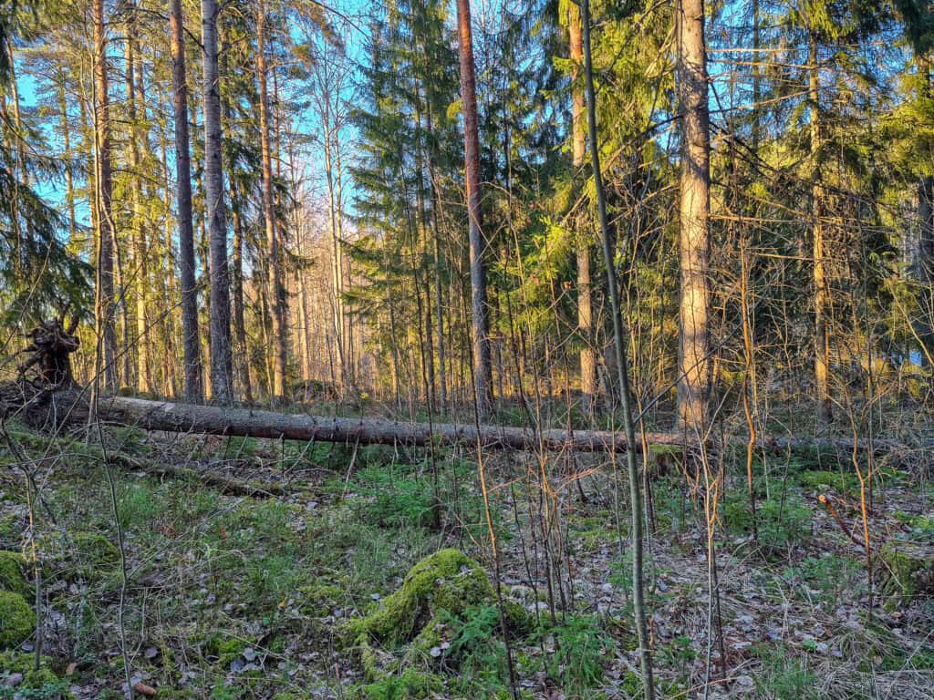 Paimelanvuori. Kuva: Matti Peltonen