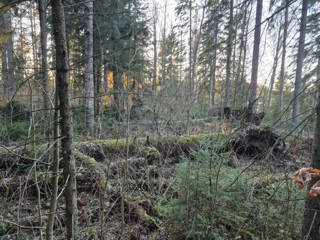 Paimelanvuori. Kuva: Matti Peltonen
