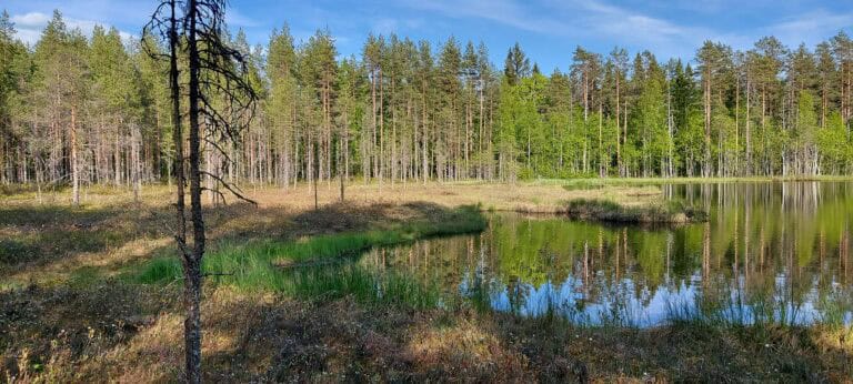 Mustalampi. Kuva: Harri Hölttä