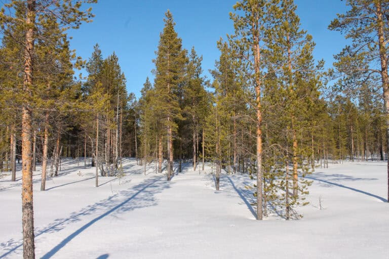Tammijänkä. Kuva: Satu Peltonen