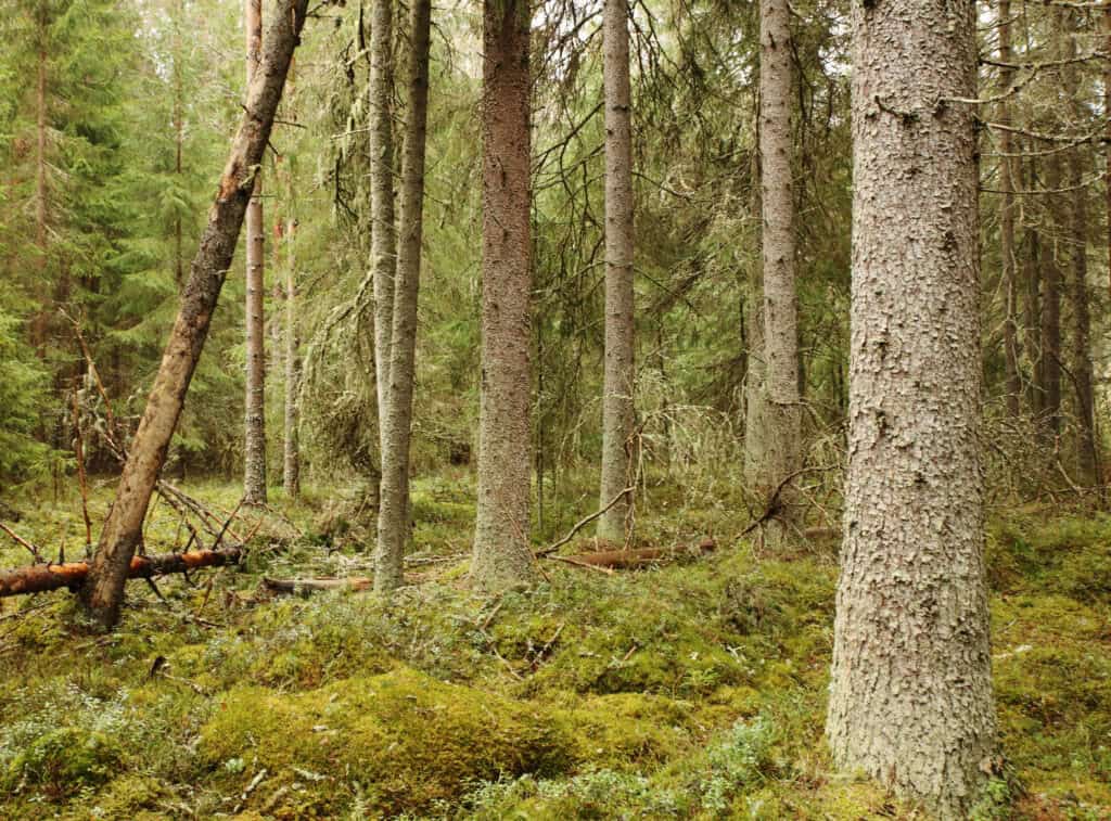 Vickas. Kuva: Ari-Pekka Auvinen