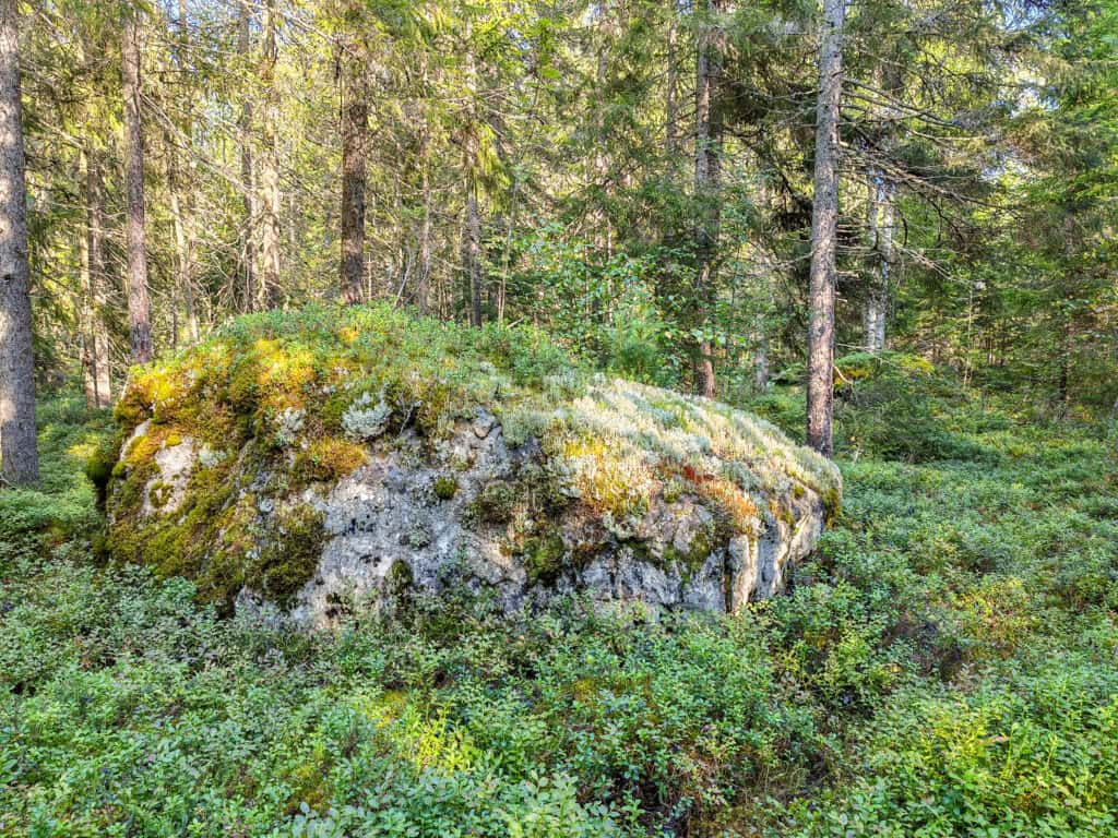 Vickas. Kuva: Heli Jutila