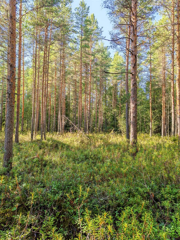 Vickas. Kuva: Heli Jutila