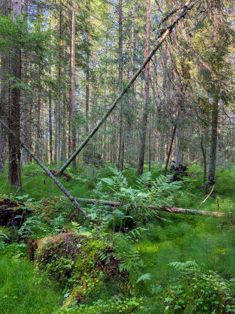 Vickas. Kuva: Heli Jutila
