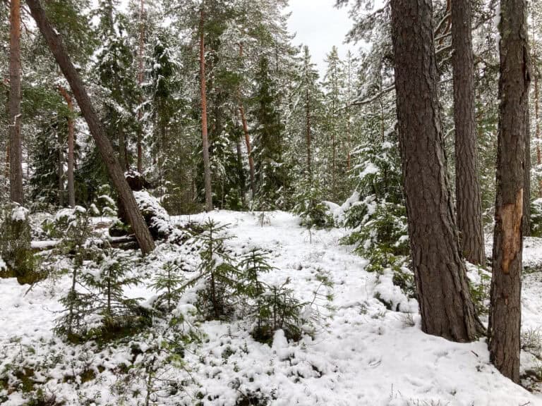 Isomäki. Kuva: Halla Savisaari