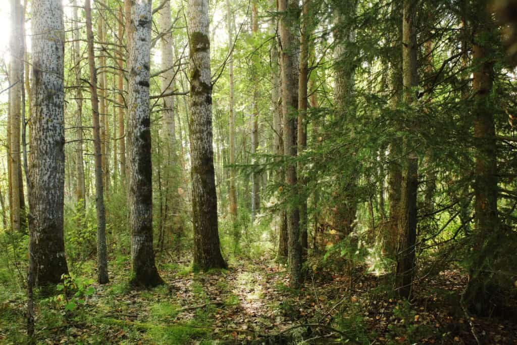 Hahtikarin lukumetsä. Kuva: Ari-Pekka Auvinen