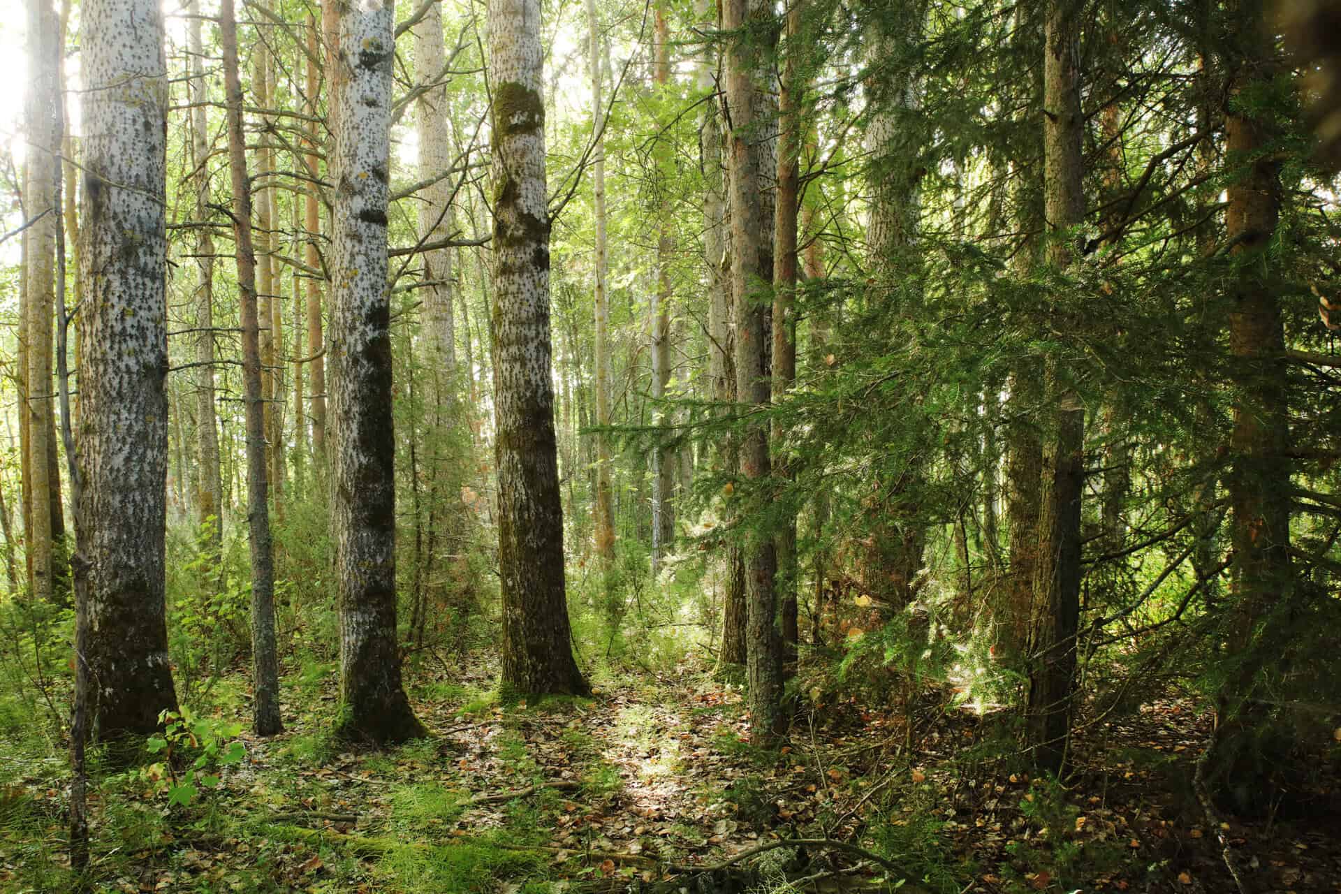 Hahtikarin lukumetsä. Kuva: Ari-Pekka Auvinen